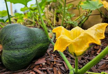 Community garden